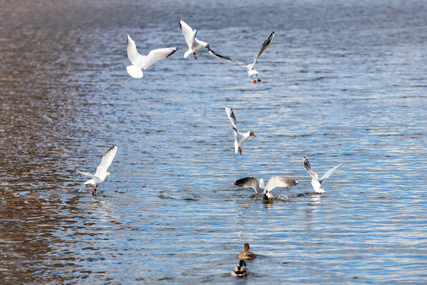 The struggle of river gulls on the water for a crust of bread. Ducks and seagulls on the water. Waterfowl. Ornithology. A flock of birds. - Photo, Image