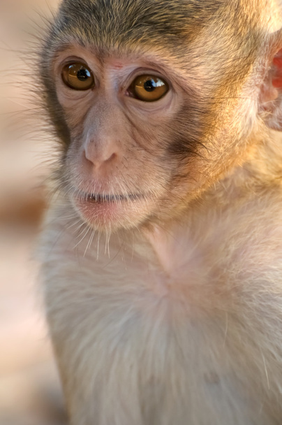 cara del pequeño mono
 - Foto, Imagen