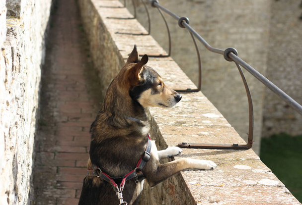 perro de pie sobre sus patas traseras y mirando a la distancia, control y protección del territorio  - Foto, Imagen