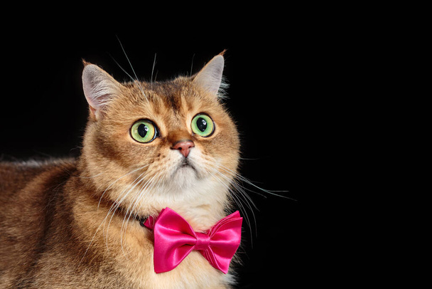 Πορτρέτο του χαριτωμένο πρόσωπο της βρετανικής shorthair γάτα σε παπιγιόν σε μαύρο φόντο. Αντιγραφή χώρου - Φωτογραφία, εικόνα