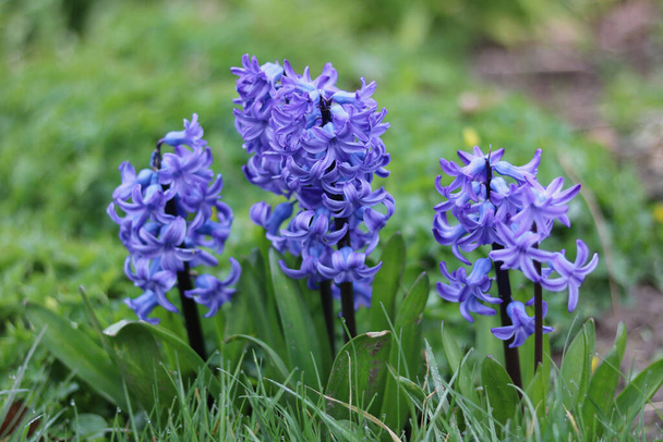 Selección de hermosos jacintos de color azul en el jardín en primavera - Foto, Imagen