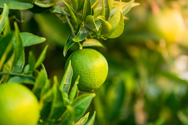 grüne saftige Mandarinenfrucht am Baum - Foto, Bild