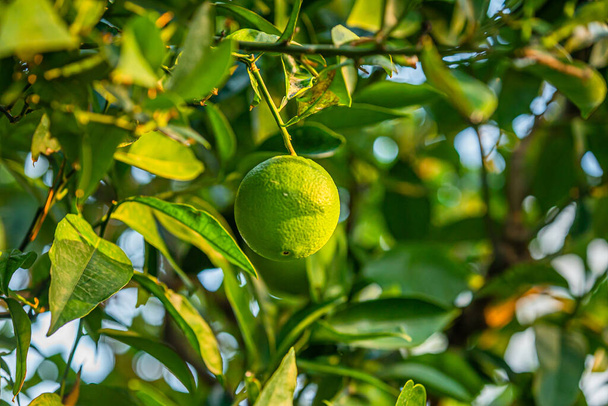 grüne saftige Mandarinen Früchte am Baum - Foto, Bild