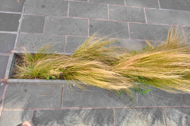 Dried plants and grass in beyoglu istanbul with cobblestone way  - Photo, Image