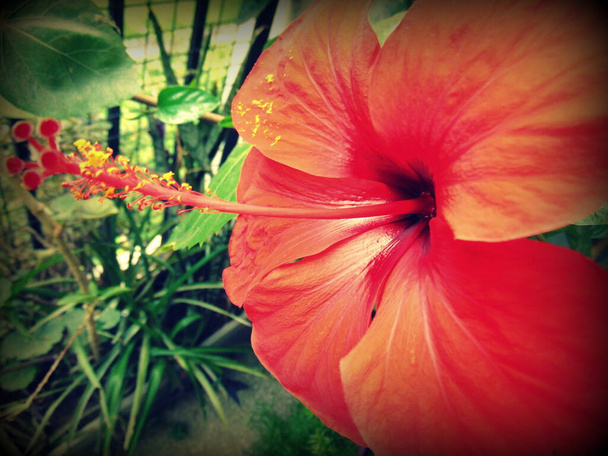 Flor Gerbera en flor de un solo día - Foto, Imagen