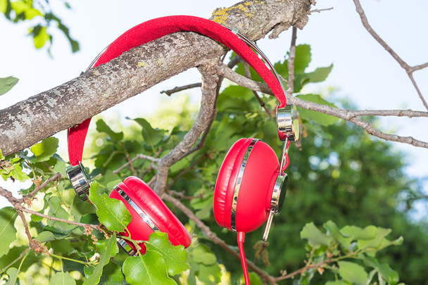 Vibrant red wired headphones on the branch - Photo, Image