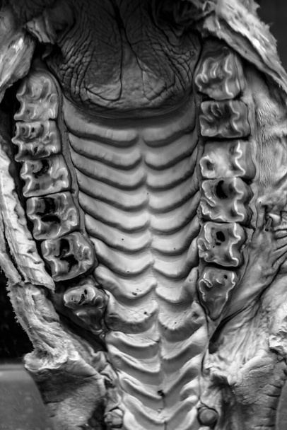 крупным планом жуткое фото конской челюсти, сохраненной в стеклянной коробке для изучения зоологии - Фото, изображение