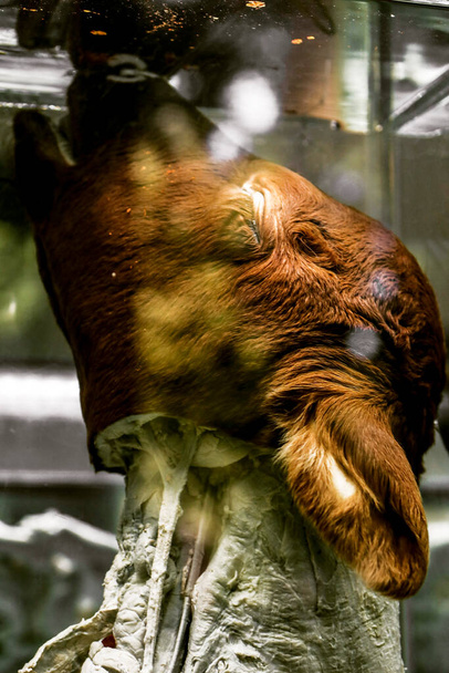крупным планом жуткое фото головы коровы, сохраненной в стеклянной коробке для изучения зоологии и биологии позвоночных - Фото, изображение