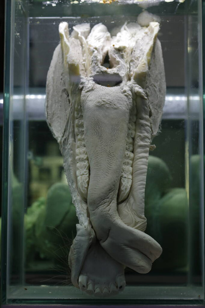 крупным планом жуткое фото конской челюсти, сохраненной в стеклянной коробке для изучения зоологии - Фото, изображение