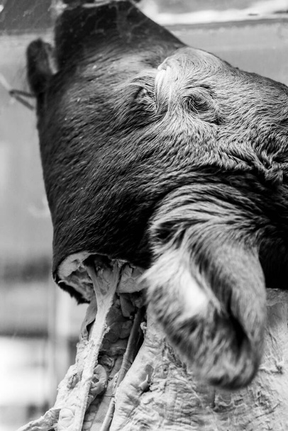 крупным планом жуткое фото головы коровы, сохраненной в стеклянной коробке для изучения зоологии и биологии позвоночных - Фото, изображение