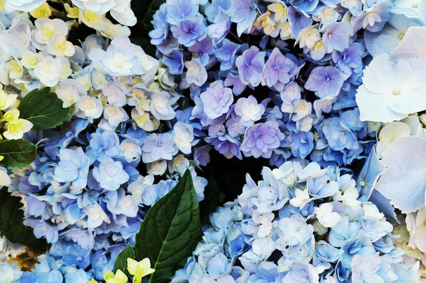 cor fresca hortensia flores textura como fundo muito agradável - Foto, Imagem