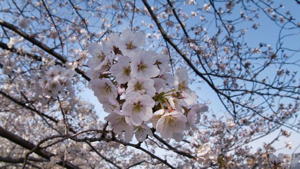 Η ομορφιά της ιαπωνικής Sakura την άνοιξη κατά τη διάρκεια ηλιόλουστη μέρα - Φωτογραφία, εικόνα
