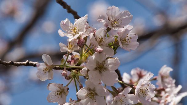 La bellezza del Sakura giapponese in primavera durante la giornata di sole - Foto, immagini