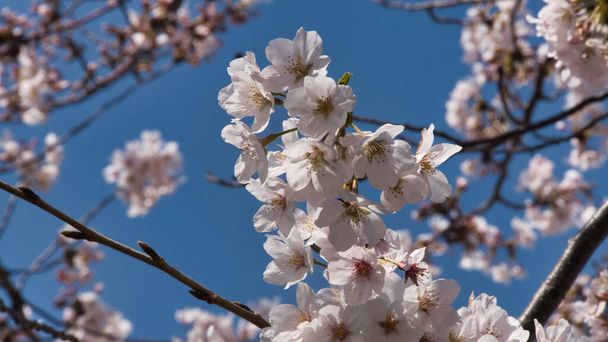 A beleza da Sakura japonesa na primavera durante o dia ensolarado - Foto, Imagem