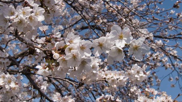 La bellezza del Sakura giapponese in primavera durante la giornata di sole - Foto, immagini