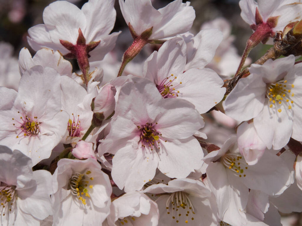 Η ομορφιά της ιαπωνικής Sakura την άνοιξη κατά τη διάρκεια ηλιόλουστη μέρα - Φωτογραφία, εικόνα