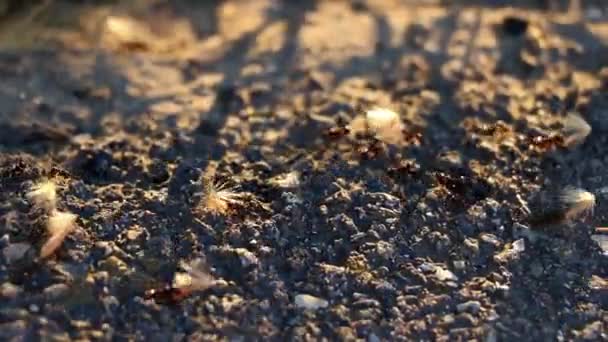 hormigas obreras, insectos urbanos vida silvestre - Metraje, vídeo