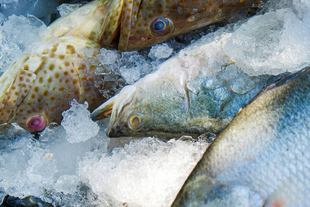Pesce fresco di mare e pesce cernia vendono su ghiaccio omega cibo - Foto, immagini