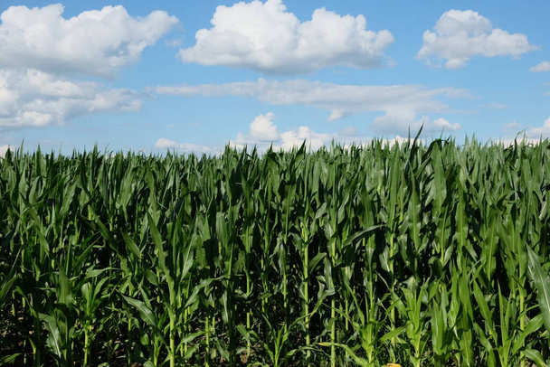 Pole kukurydzy pod błękitnym niebem. Krajobraz rolniczy. Rośliny kukurydzy. - Zdjęcie, obraz