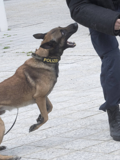 K9 αστυνομικός σκύλος, ειδικά εκπαιδευμένος σκύλος για να βοηθήσει την αστυνομία με κολάρο Polizei (αστυνομία) - Φωτογραφία, εικόνα
