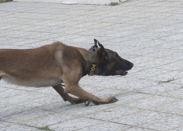 K9 cão de polícia, cão treinado especial para ajudar a polícia com coleira Polizei (polícia) - Foto, Imagem