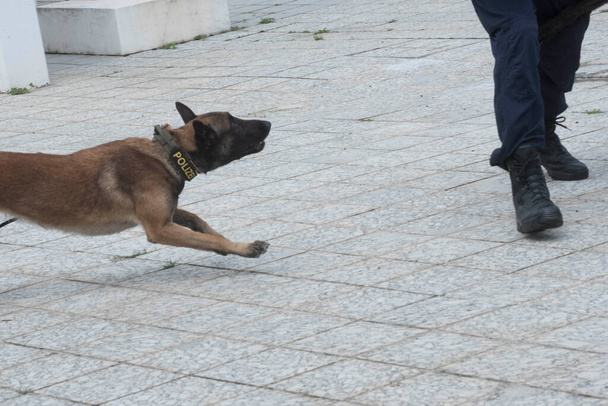 K9 αστυνομικός σκύλος, ειδικά εκπαιδευμένος σκύλος για να βοηθήσει την αστυνομία με κολάρο Polizei (αστυνομία) - Φωτογραφία, εικόνα