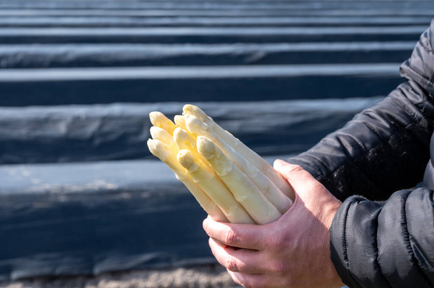 Agrícola trabalhador agrícola sazonal segurando em mãos monte de espargos brancos frescos com campos de espargos cobertos em segundo plano, nova colheita na Europa - Foto, Imagem