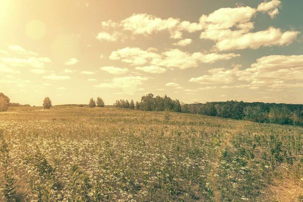 Красивое луговое поле со свежей травой и желтыми цветами одуванчика в природе против размытого голубого неба с облаками. Зеленый луг под голубым небом с облаками. Предыстория. тонированные - Фото, изображение