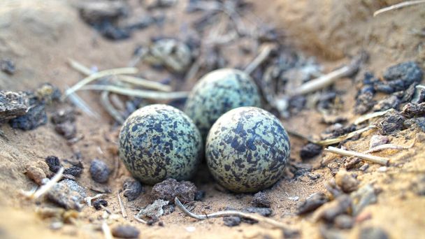 Selective focus on eggs of Spur Lapwing or Plover birds. Natural incubating eggs close up shot in North India. - Foto, immagini