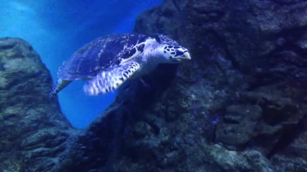tortuga azul verde marino. tortuga marina con concha azul, vientre amarillo pálido y patas moteadas flota más allá de las rocas. - Imágenes, Vídeo