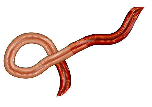earthworm - Vector, Image