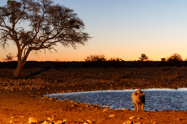 Rinoceronte Negro - Etosha Safari Park en Namibia
 - Foto, imagen