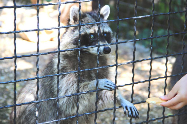 Waschbär gurgelt im Zoo-Käfig - Foto, Bild