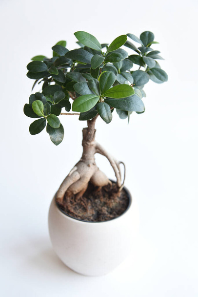 Ficus ginseng in ceramic pot isolated on white background. Empty copy space - Photo, Image