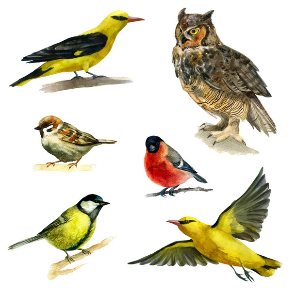 Watercolor illustration set. Birds. Oriole sparrow owl, snigir and tit. Watercolor drawing. - Фото, изображение