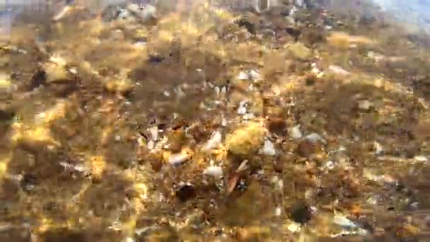 Fundo marinho arenoso com conchas e rochas pequenas. Linhas de brilho solar se movem - Filmagem, Vídeo