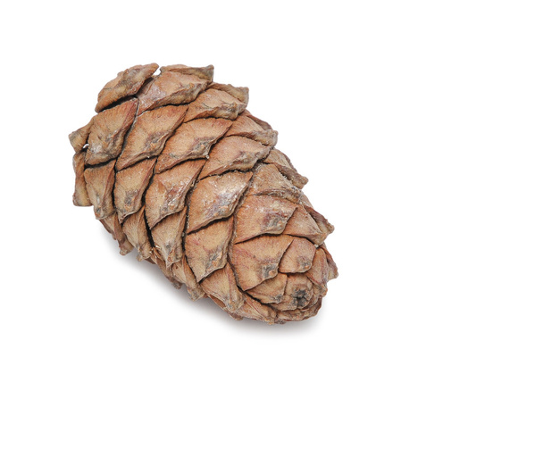 Cedar cones isolated on white background - Foto, afbeelding