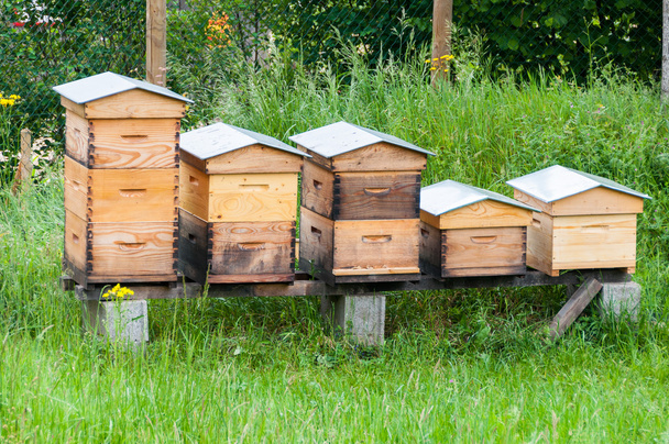 Wooden hives - Photo, Image