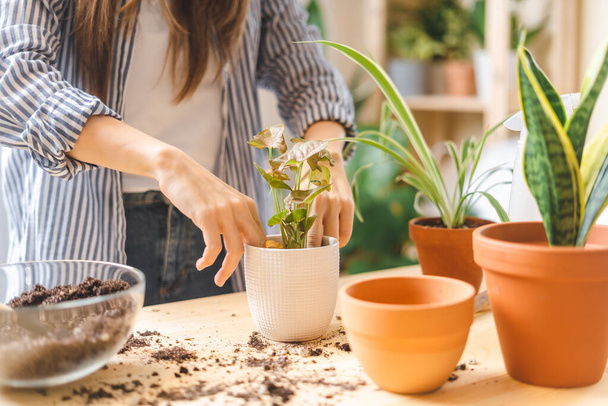 Mujer jardineros planta en maceta - Foto, imagen
