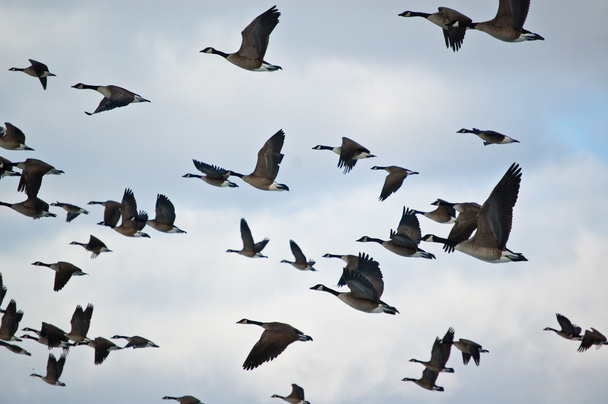 Flock of Canada guese in flight - Фото, зображення