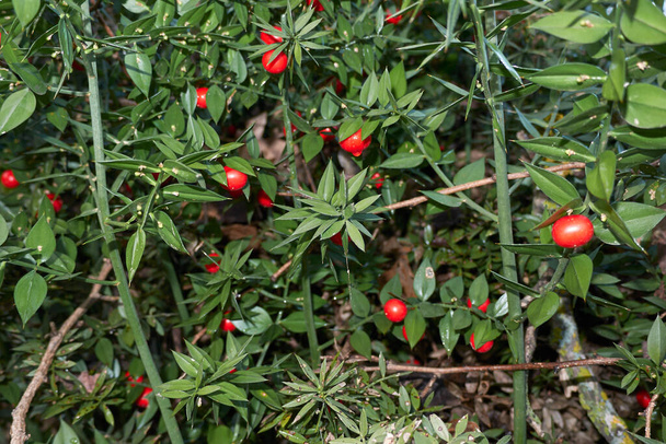 Ruscus aculeatus arbusto con frutas y flores - Foto, Imagen