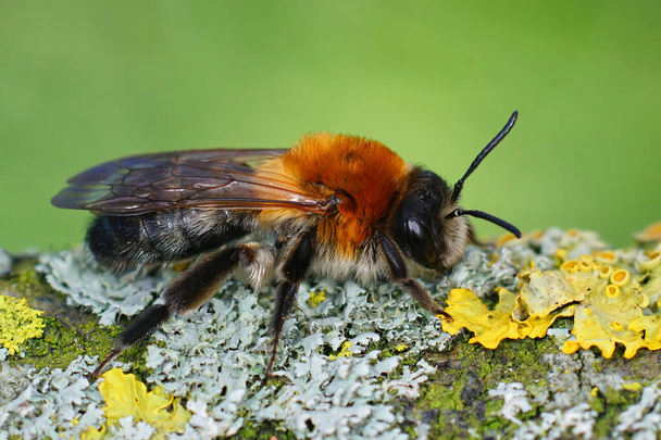 Zbliżenie barwnej samicy Szarej Pszczoły Górniczej, Andreny Nitidy - Zdjęcie, obraz
