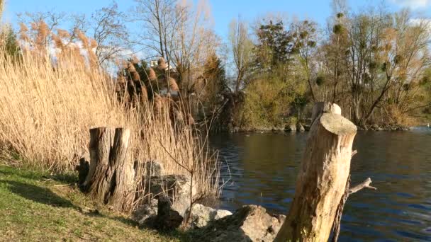 Vidéki élet. Trunk fa ans pampas fű a szél előtt egy tó. Vízi kacsák a háttérben. - Felvétel, videó