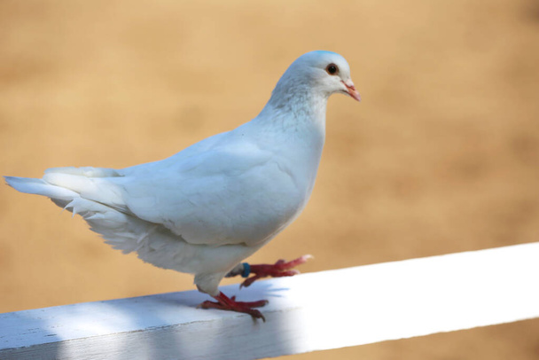 Силуэт крупным планом белого голубя в деревянном заборе на песчаной ипподроме в качестве естественного фона - Фото, изображение