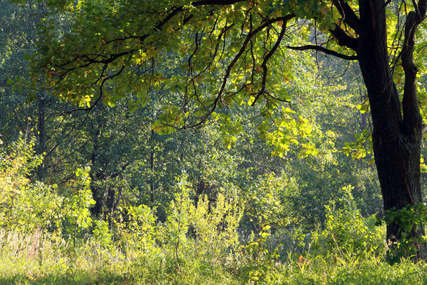 オークの森の中の秋の風景晴れた朝 - 写真・画像