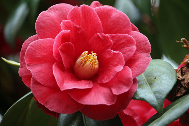Глубоко розовый цветок камелии - Фото, изображение