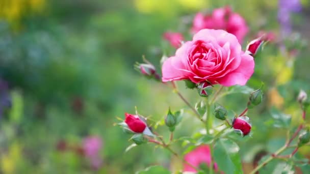 Piękne delikatne pąki róż. Krzew różowych róż kwitnących w letni słoneczny dzień w parku Wspaniały ogród różany, kwitnące różowe róże w słoneczny dzień, kwiaty i kwiatowa scena tła - Materiał filmowy, wideo