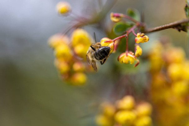 Bee on yellow bush flowers. Detailed macro view. - Photo, Image