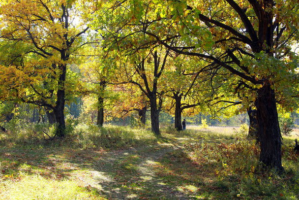 autumn landscape beautiful yellow leaves on the trees in the oak grove on a sunny day  - Fotó, kép