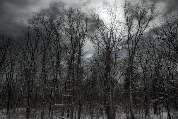 sombrío bosque invierno paisaje al atardecer. asustando árboles bajo la nieve - Foto, imagen